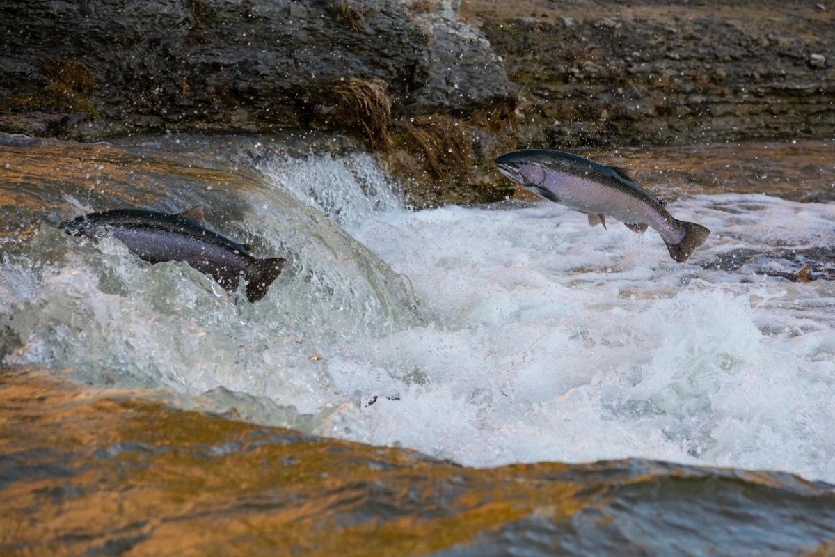 trout jumping in a river, photo by Brandon-enPHTN30PRw at unsplash
