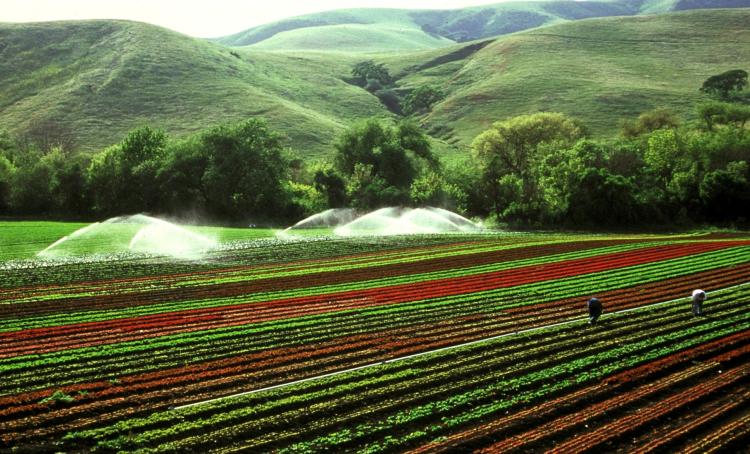a farm field being irrigated