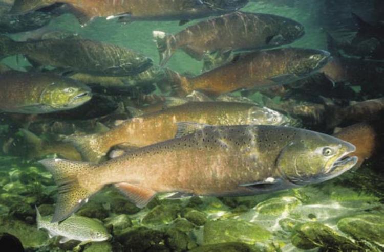 school of fish swimming in a river