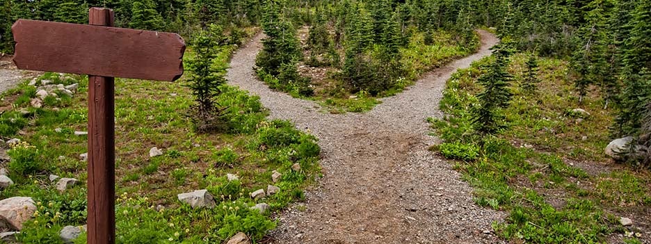 two trails in the woods