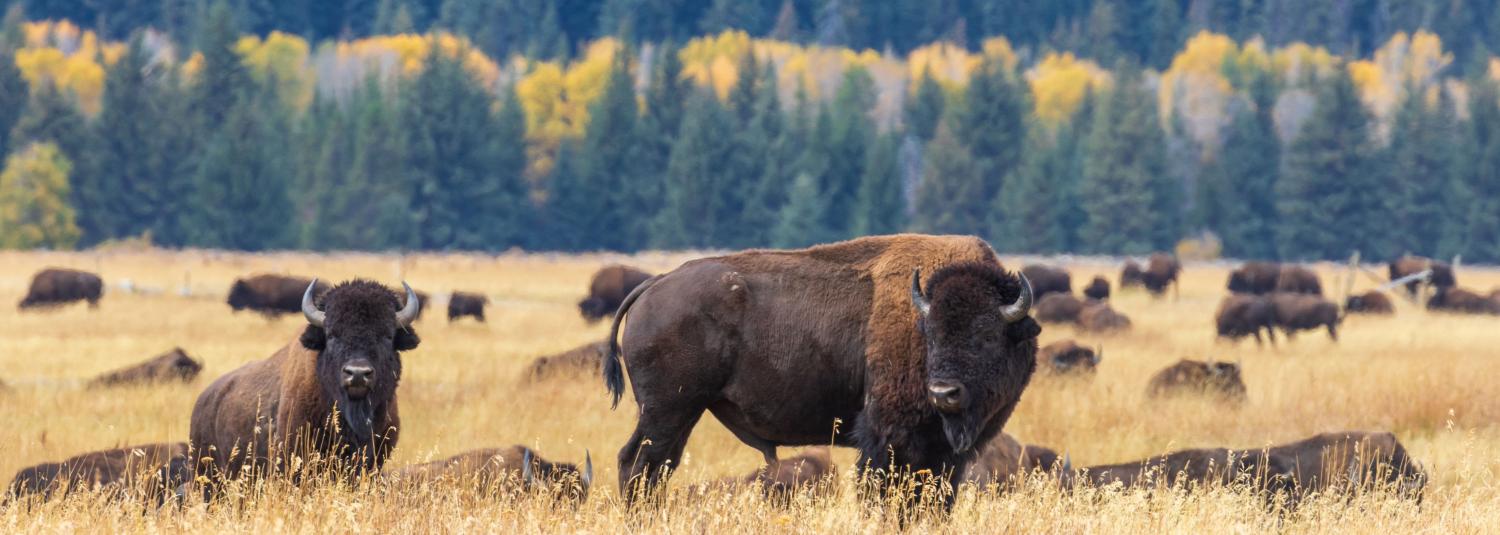 bison in field