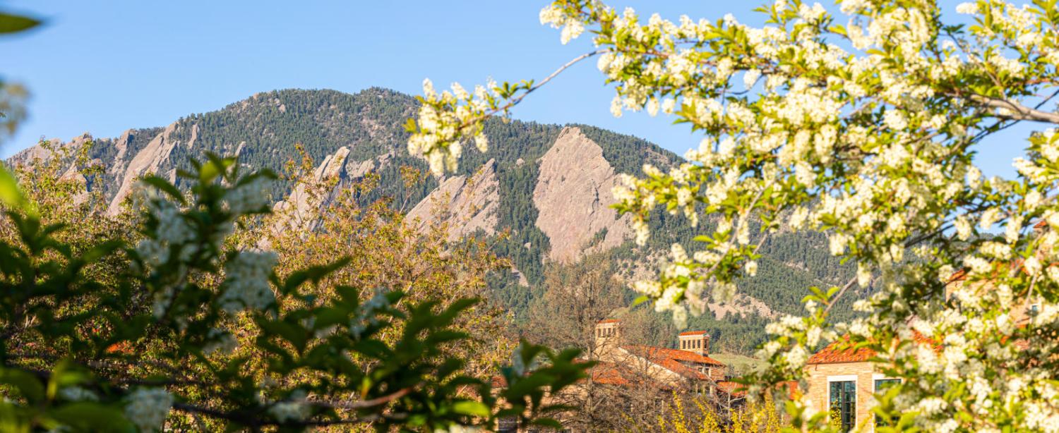 yellow flowers blooming in front of the flatirons
