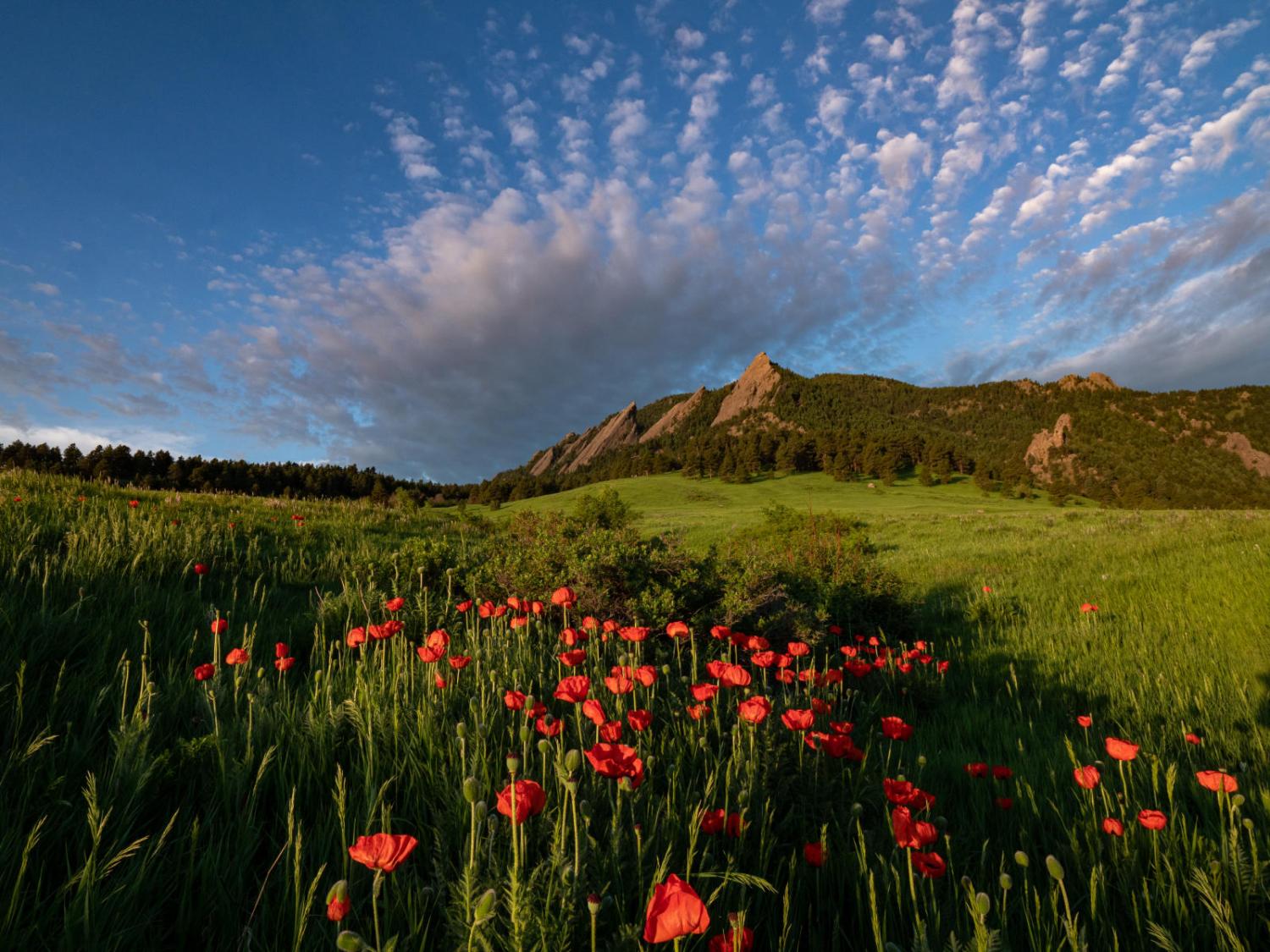 The Flatirons with poppies.