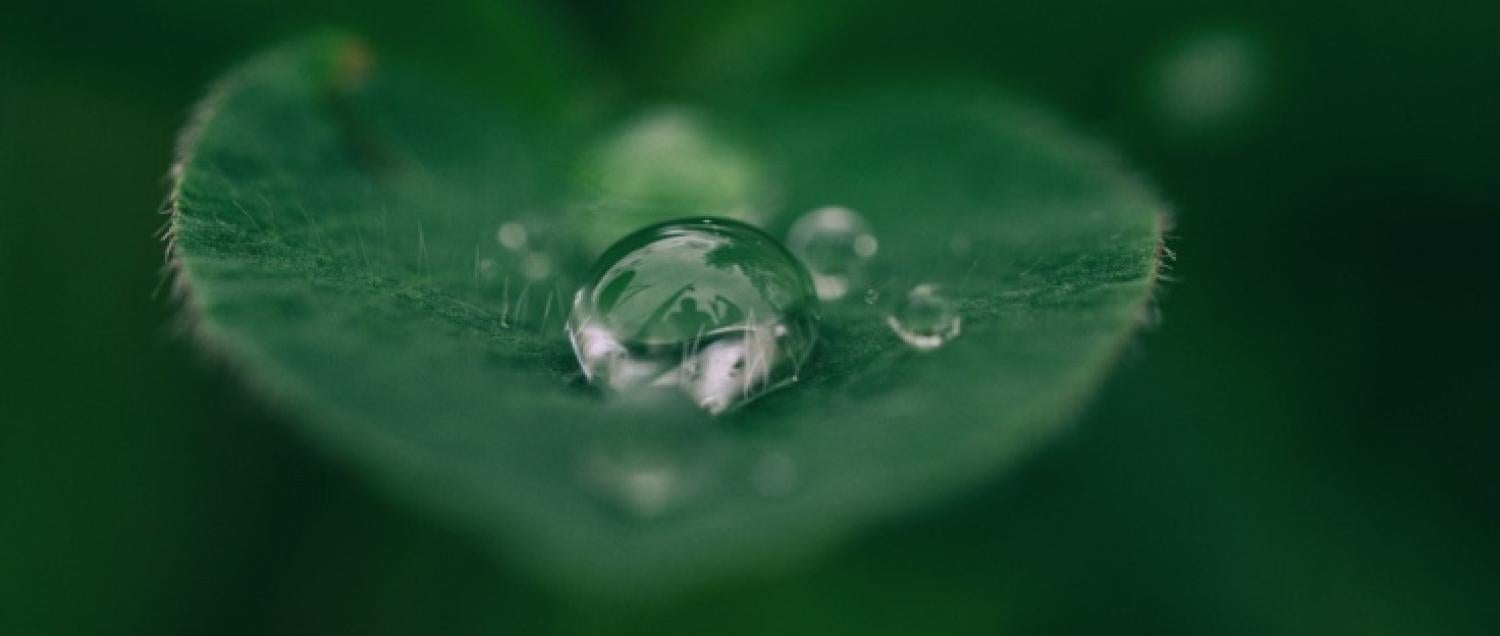 Water droplet on leaf