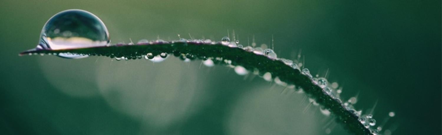 Water drop on leaf