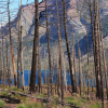 Burn scorched trees in the mountains