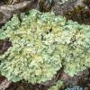 Lichen