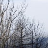  Burned trees in a Lousiville, Colorado neighborhood, after the Marshall Fire, with mountains in the distance.. 