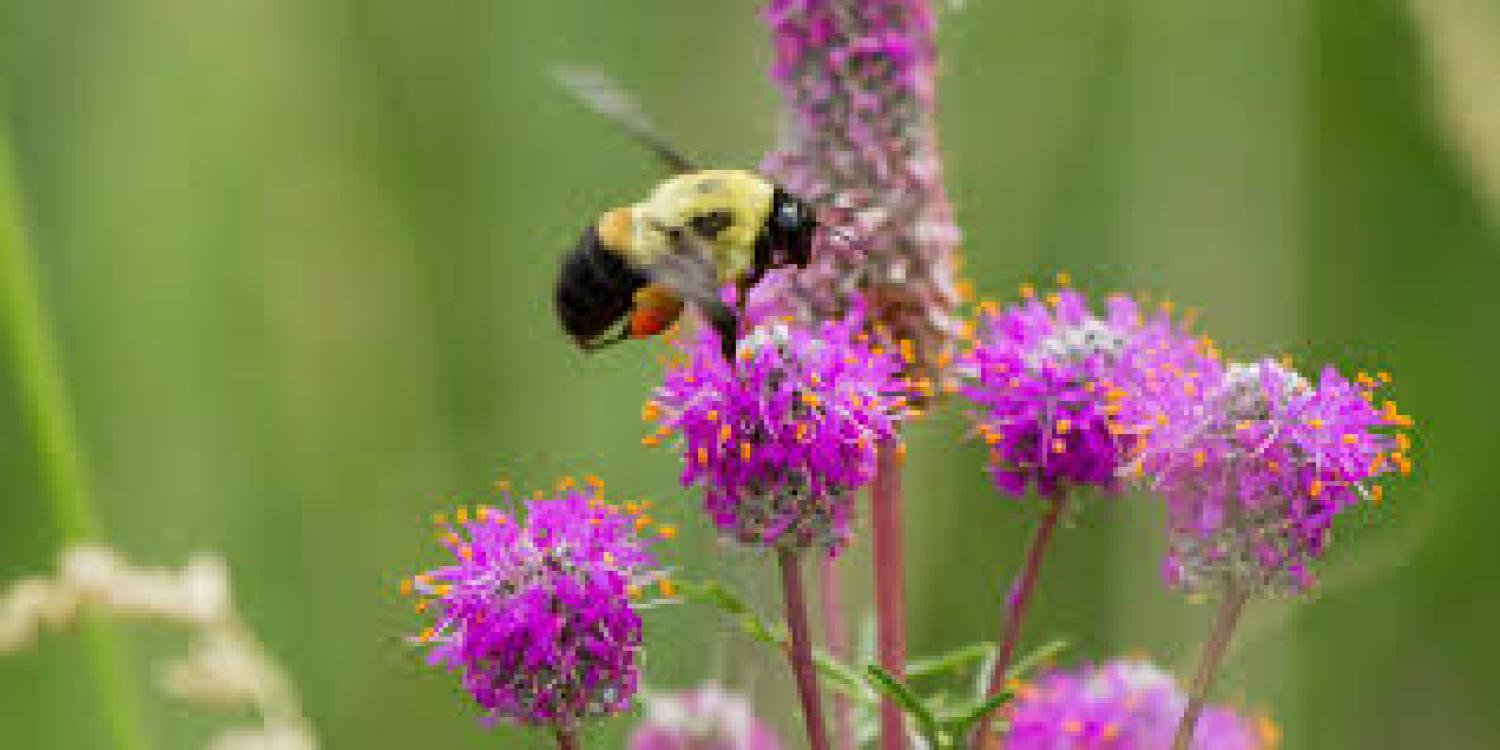 Bee on a flower