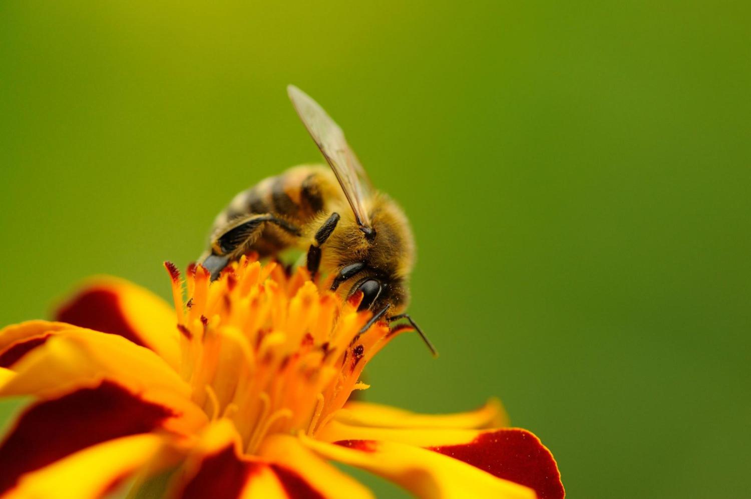 Bee on a flower.