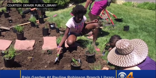 Volunteers plant a rain garden at the Pauline Robinson Library in Denver.