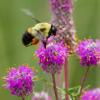 Bee on a flower