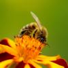 Bee on a flower.