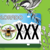 A drawing of a bee by a Colorado license plate