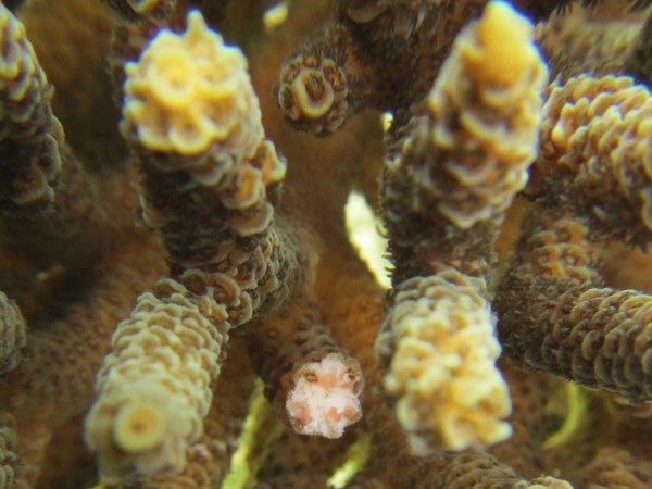 Baby corals and fish smell their way to the best home