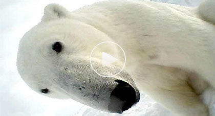 The First Look at Arctic Life on Ice Through the Eyes of a Polar Bear