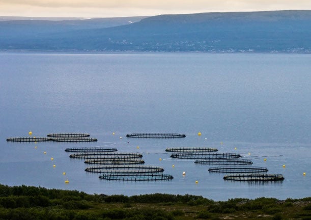 Understanding the Debate over POPs in Norwegian Farmed Salmon