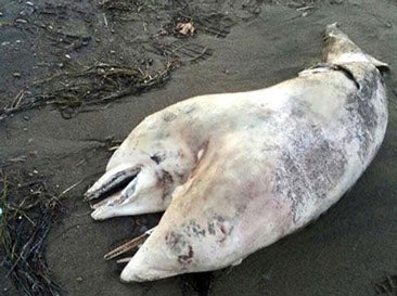 Two-Headed Dolphin Is Super Rare