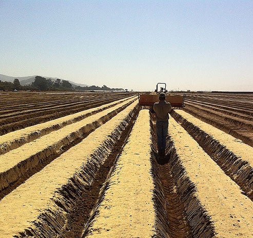 Large Scale Farming Without Toxic Pesticides is Still a Distant Dream