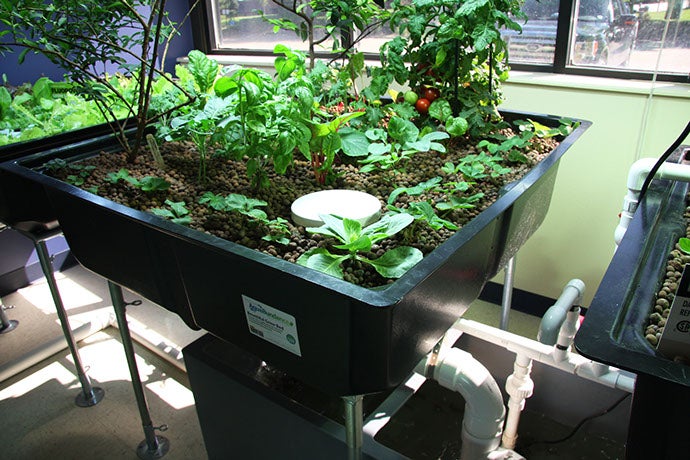 Homegrown success