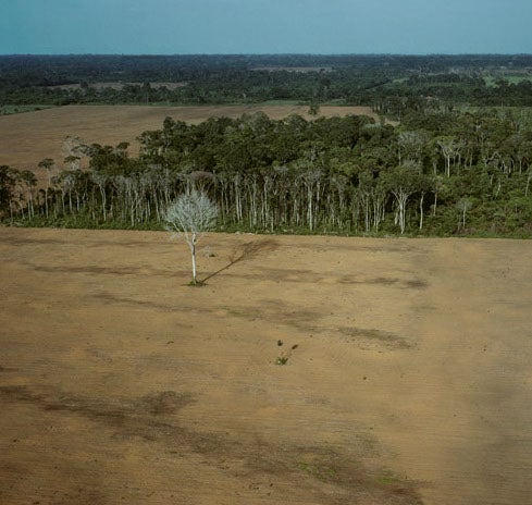 Last of the Amazon