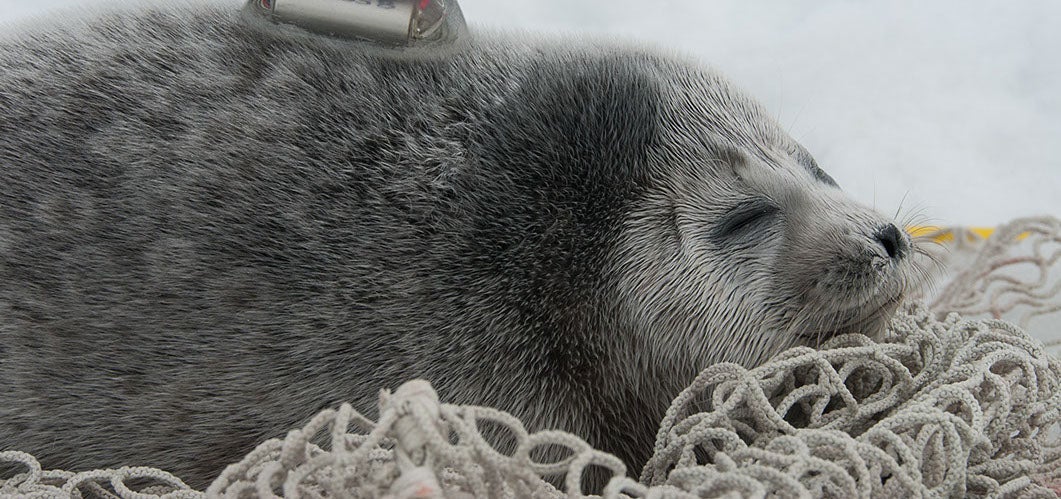  Winners and Losers in Warming Arctic
