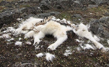 Whispers of Ecological Change in the Arctic Are Trying to Tell Us Something. Are We Listening?