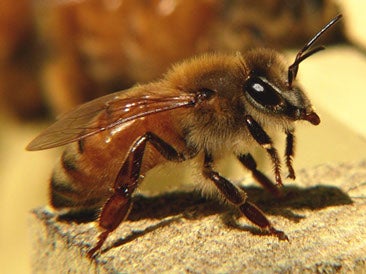 Can RNAi technology save the honeybee?