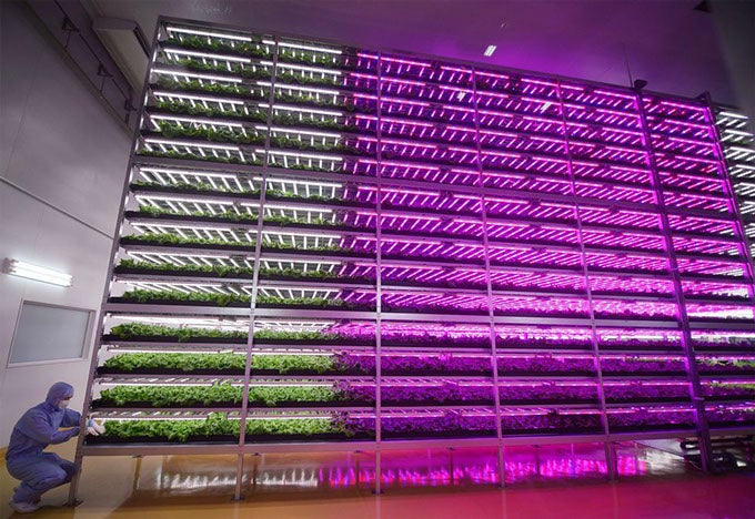 Inside the World's Largest Indoor Farm