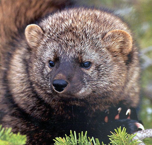 Fire suppression and illegal marijuana cultivation threaten rare Pacific fishers