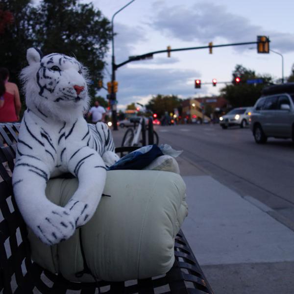 A stuffed white tiger sits on a bedroll on a bench next to a city street
