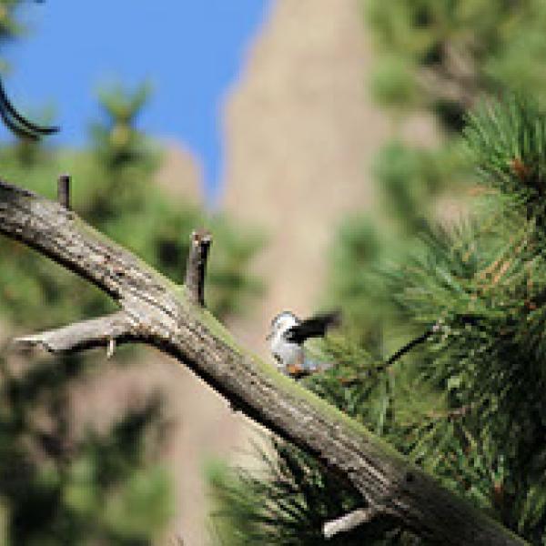 Little bird on tree branch