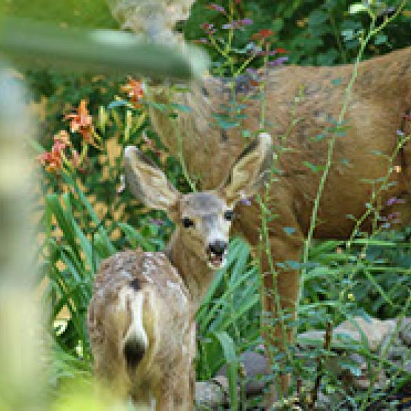 Fawn and doe among foliage