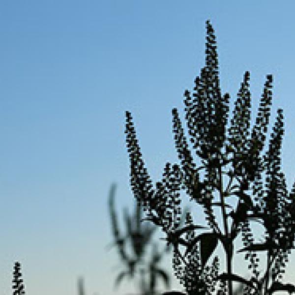 Close-up of plant at dusk