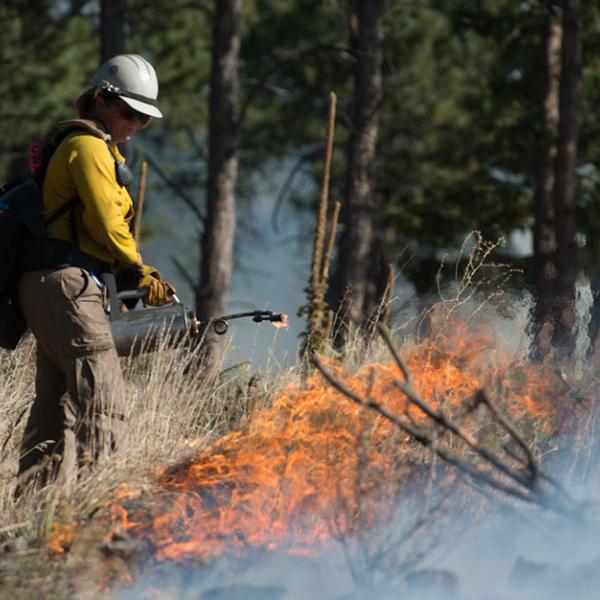 A fire fighter holds a flame thrower, near the edge of a fire line in a pine forest