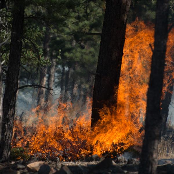 Flames rising up from the blackened ground into the tops of pine trees