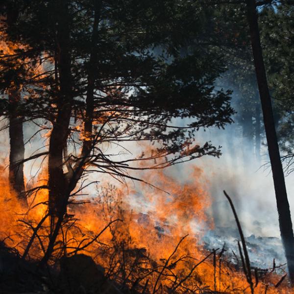 Bright orange flames leaping up into the understory trees