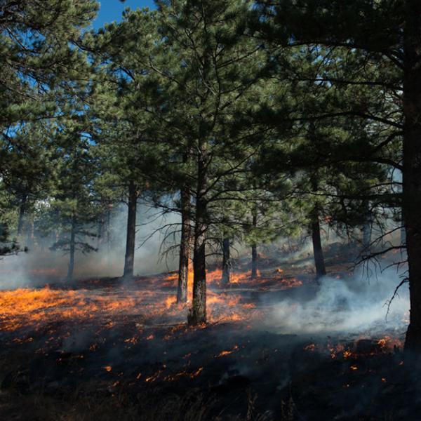 Heil Ranch controlled fire with smoldering ground and patches of fire in the forest