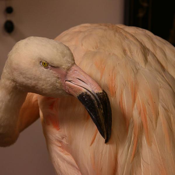 A poached and stuffed flamingo at the U.S.F.W.S. Wildlife Property Repository.