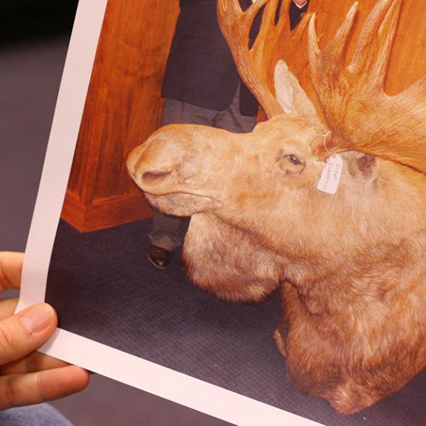 A special agent with the U.S. Fish and Wildlife Service shows a photo from a wildlife crime investigation.