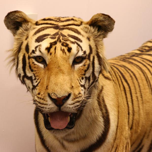 A poached and stuffed tiger that was confiscated by the U.S. Fish and Wildlife Service is on display at the Wildlife Property Repository in Commerce City, CO.