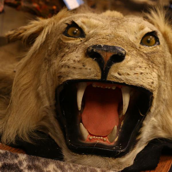 A stuffed lion confiscated by the U.S. Fish and Wildlife Service resides in the Wildlife Property Repository. 