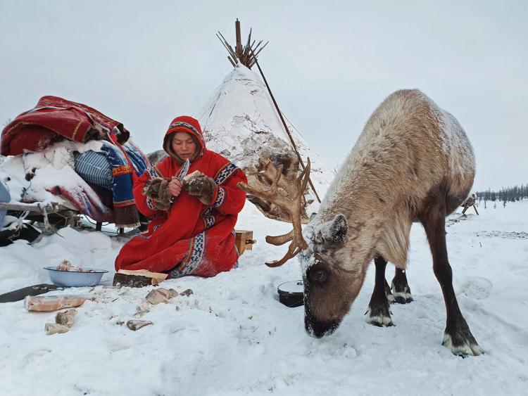 Indigenous person and reindeer in northern Russia.