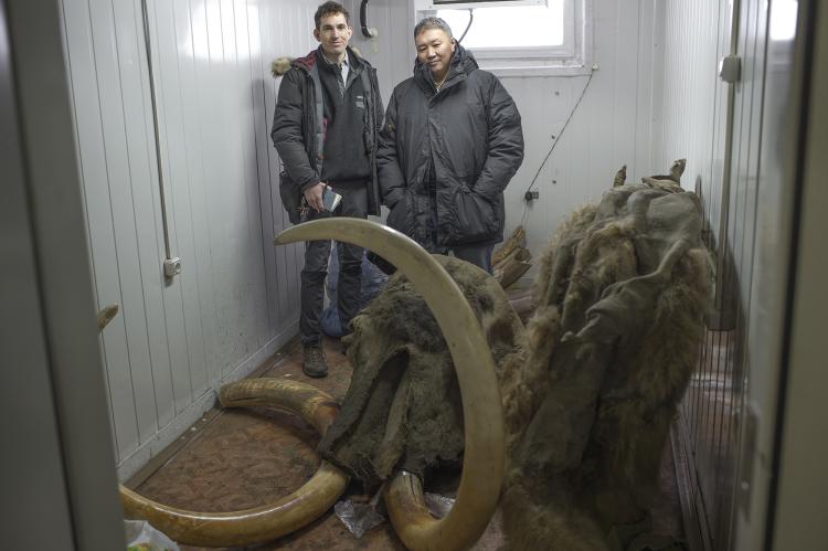Large animal carcass