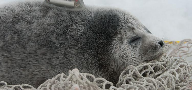 A Tale of Two Seals: Winners and Losers in Warming Arctic