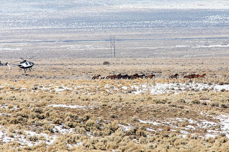 Taming an American icon: A plan to curb wild horses, and save the West