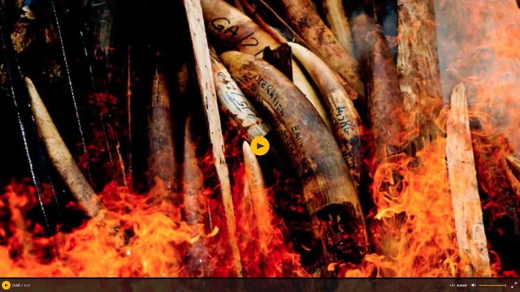 Video: Ivory trade targeted as Obama sanctions elephant tusk crush by Michael Kodas | The Guardian