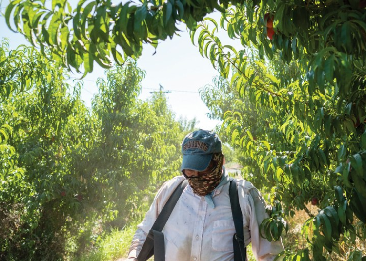 Farmworkers face illness and death in the fields
