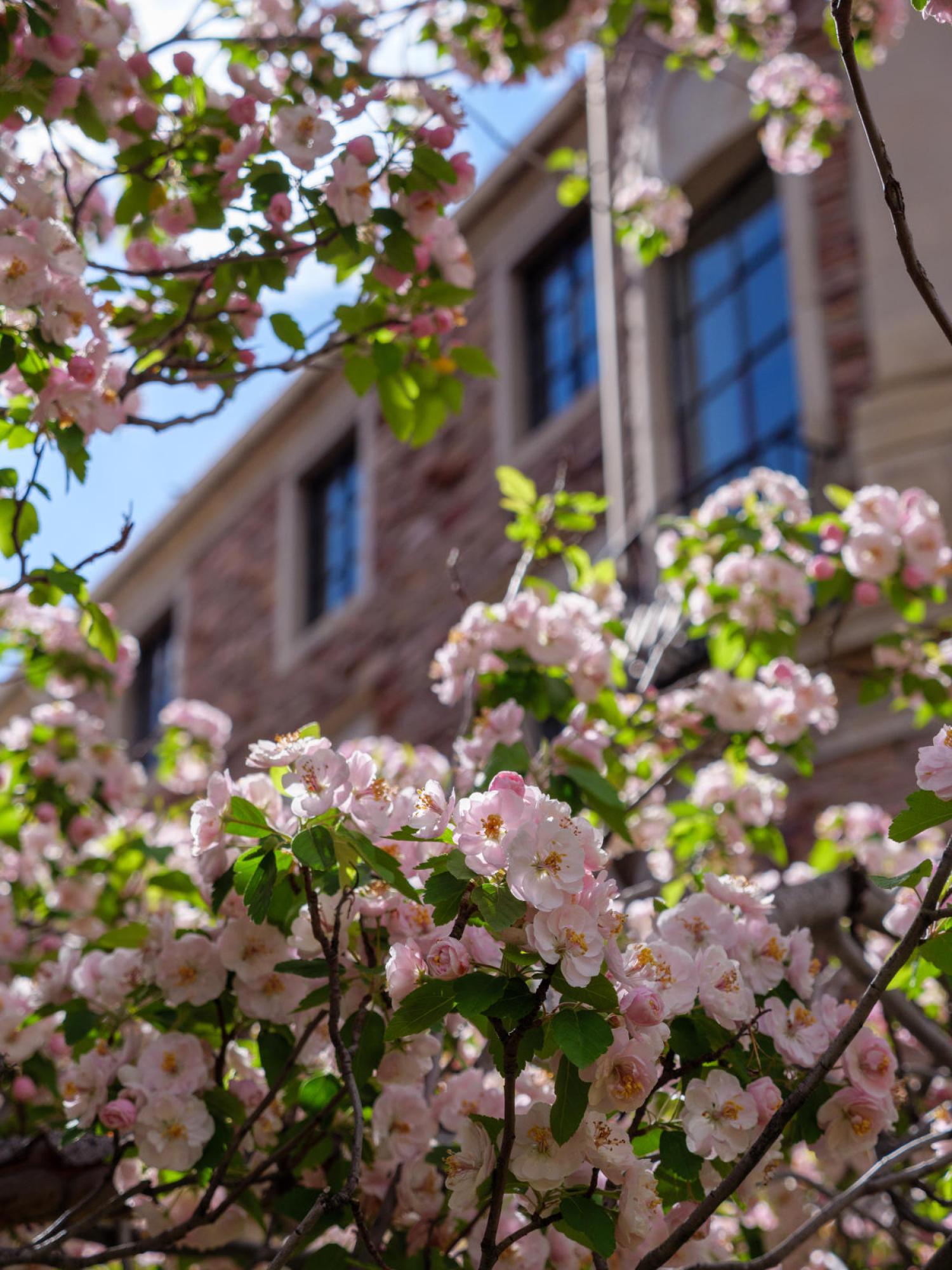 spring campus