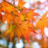november